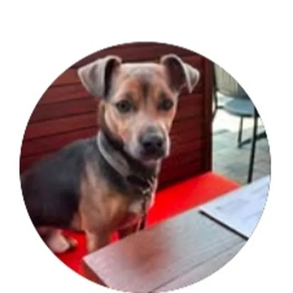 Beau, a blue Jack Russell