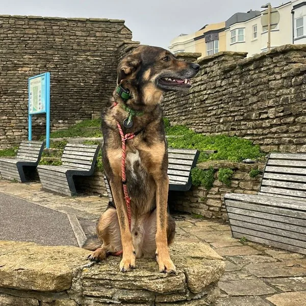 Cindy and Jim, two former Bulgarian street dogs now living in Brighton