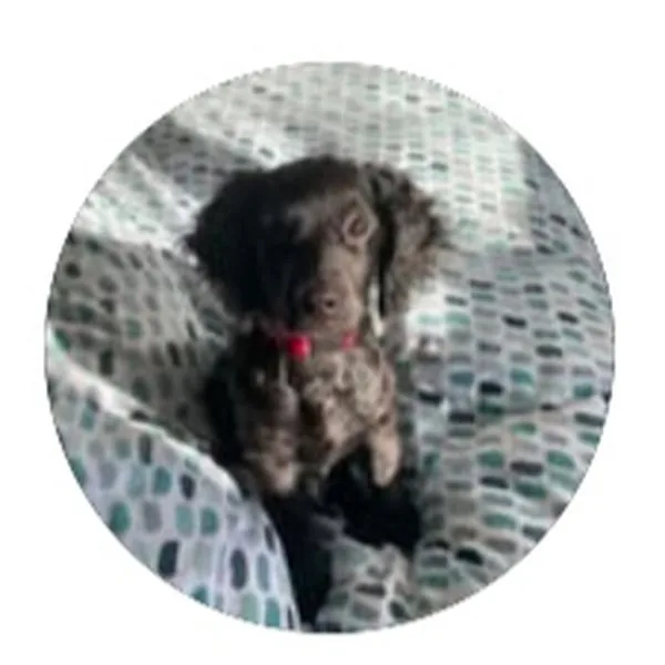 Cooper, a Cavapoo who looks like a Spaniel