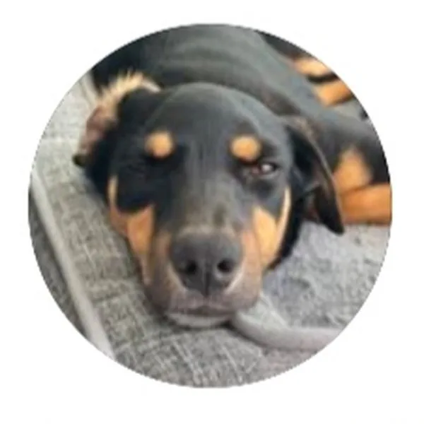 Debi, a rescue dog from Thailand now living in London