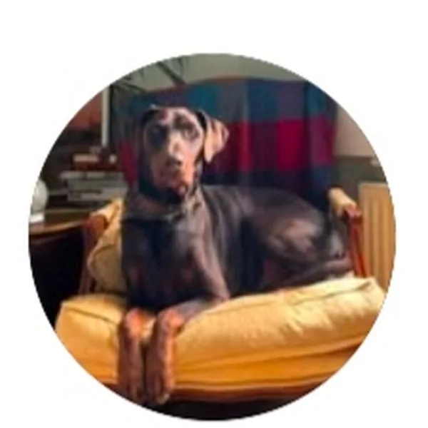 Derrick, a Doberman on his off-lead journey