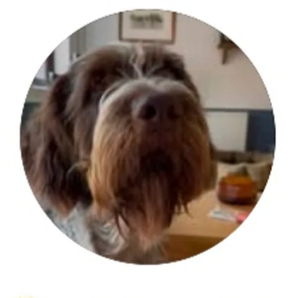 Enzo, a Korthal Griffon x Italian Spinone