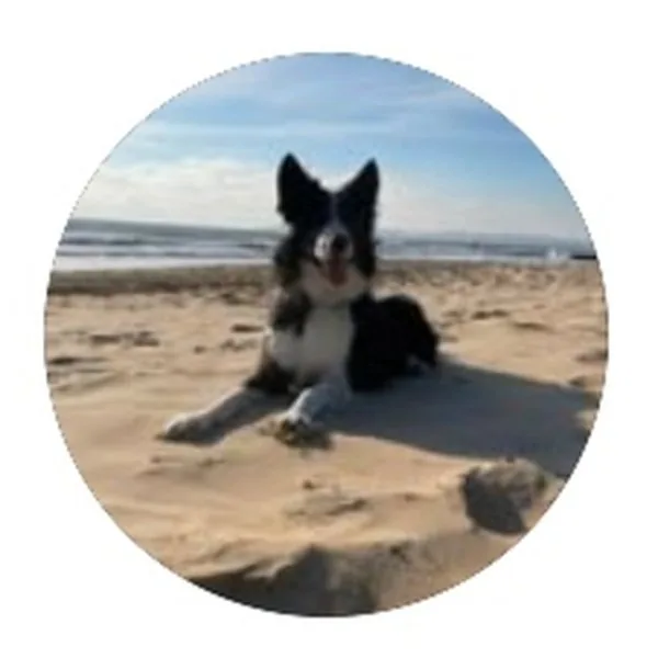 Skye, a Samoyed cross Collie