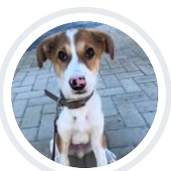 Theodore, a rescue dog from Abu Dhabi
