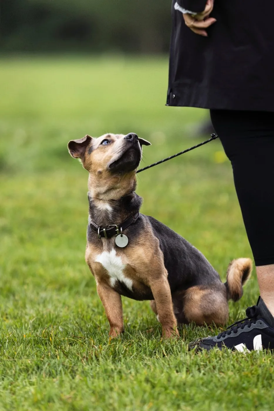 Residential dog behaviourist placement, a formerly reactive dog relaxed and settled at home