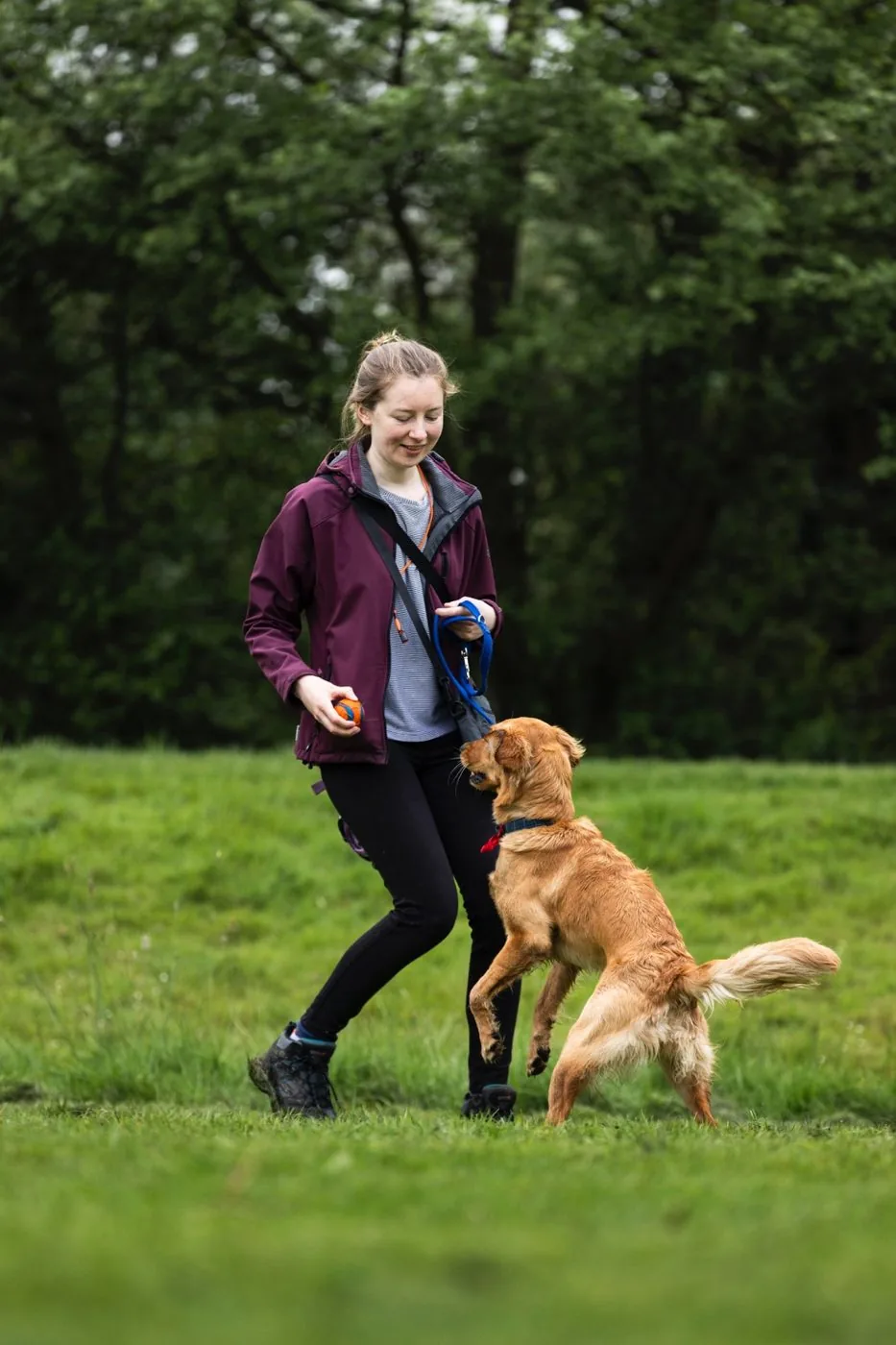 Young trainer playing with a golden retriever in open grass