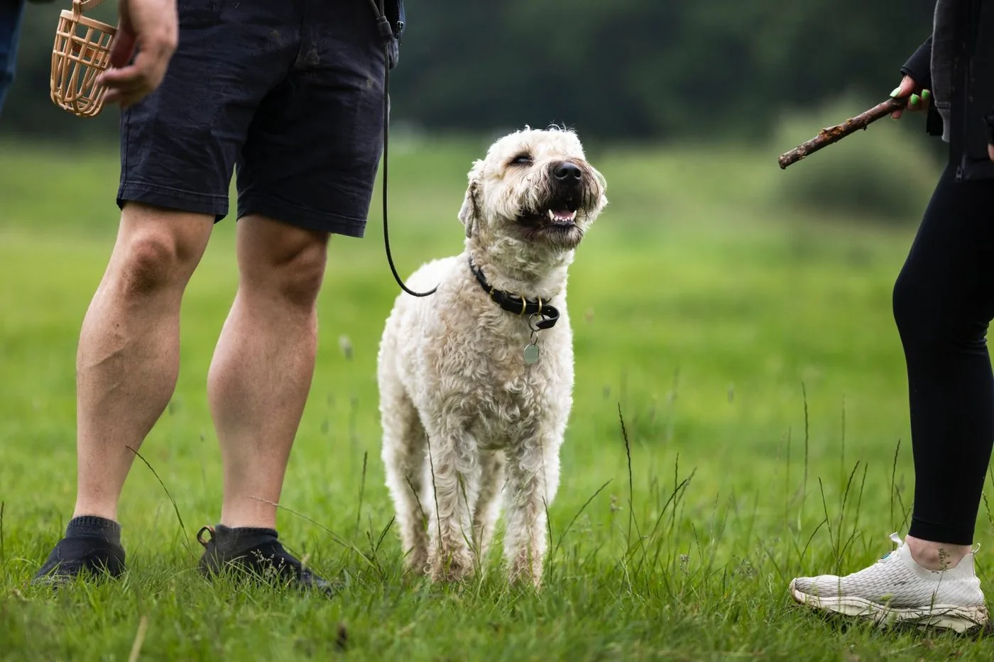Paul coaching an owner mid-walk