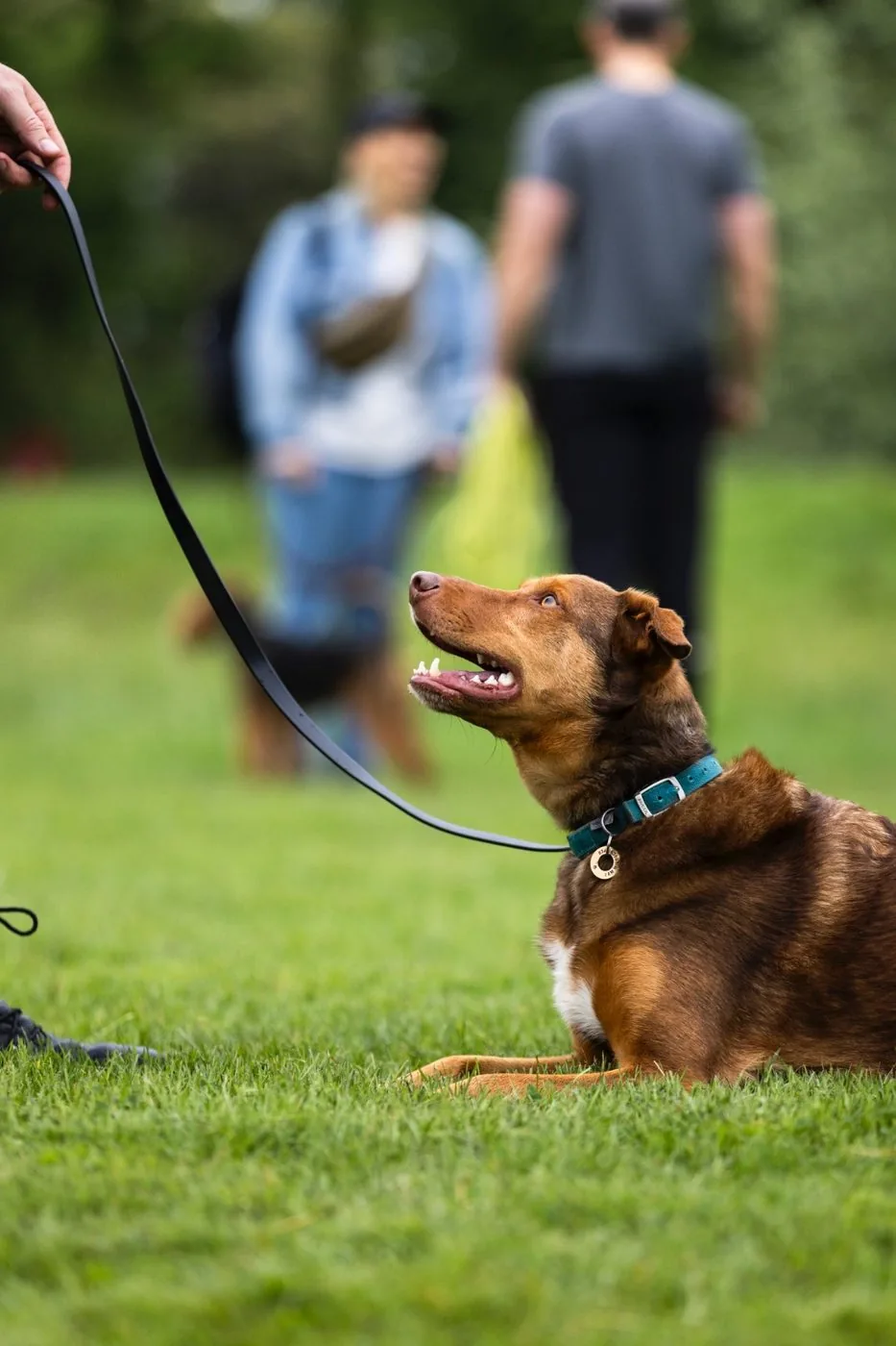 Dog in a stay, owner calm and confident