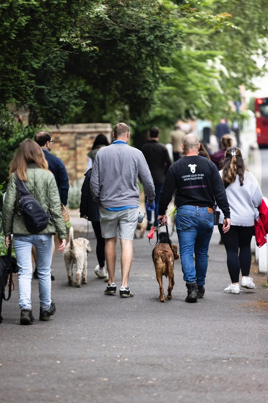 A group walk on a leafy South East London street, owners and dogs in line
